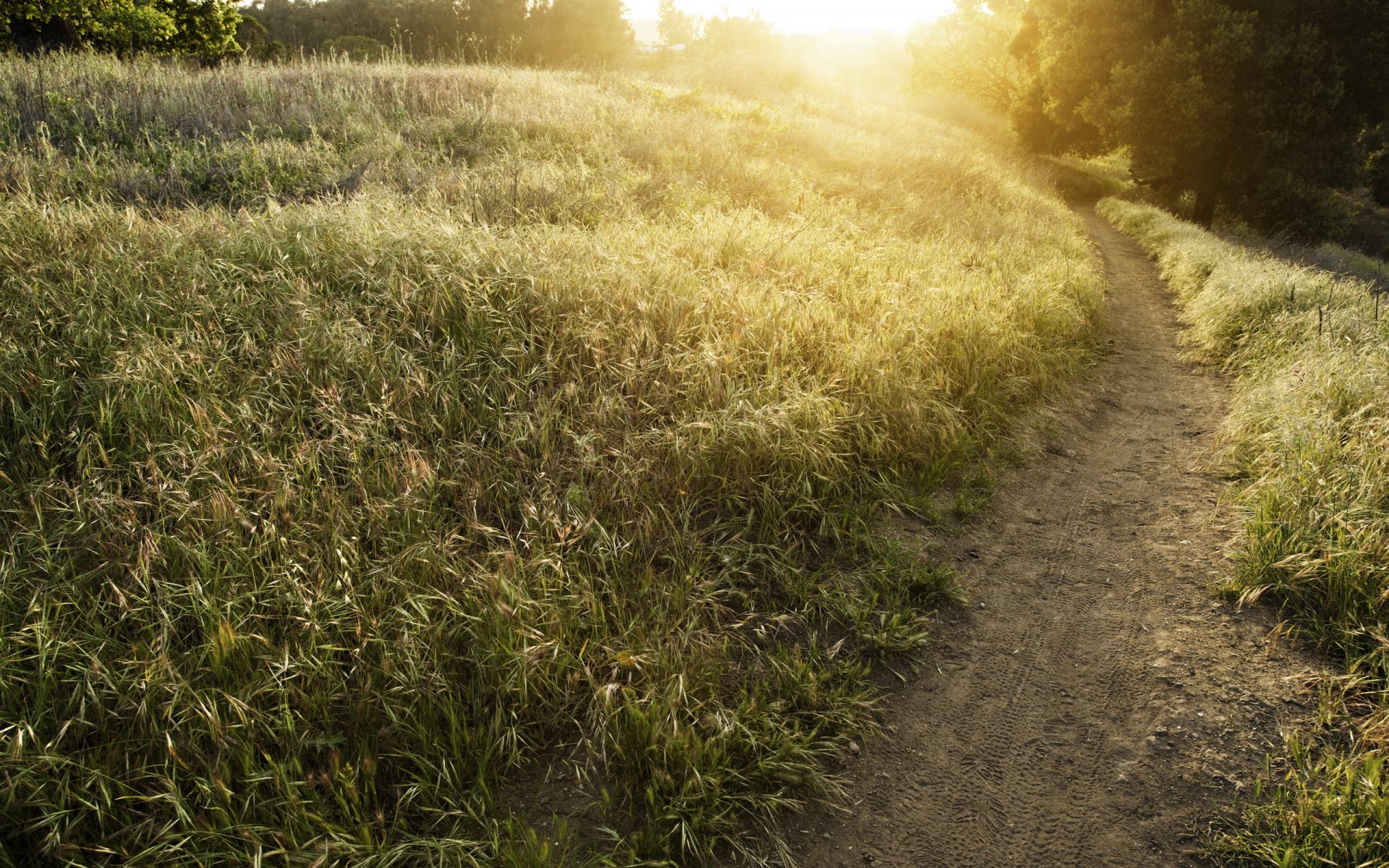 the field road summer light nature