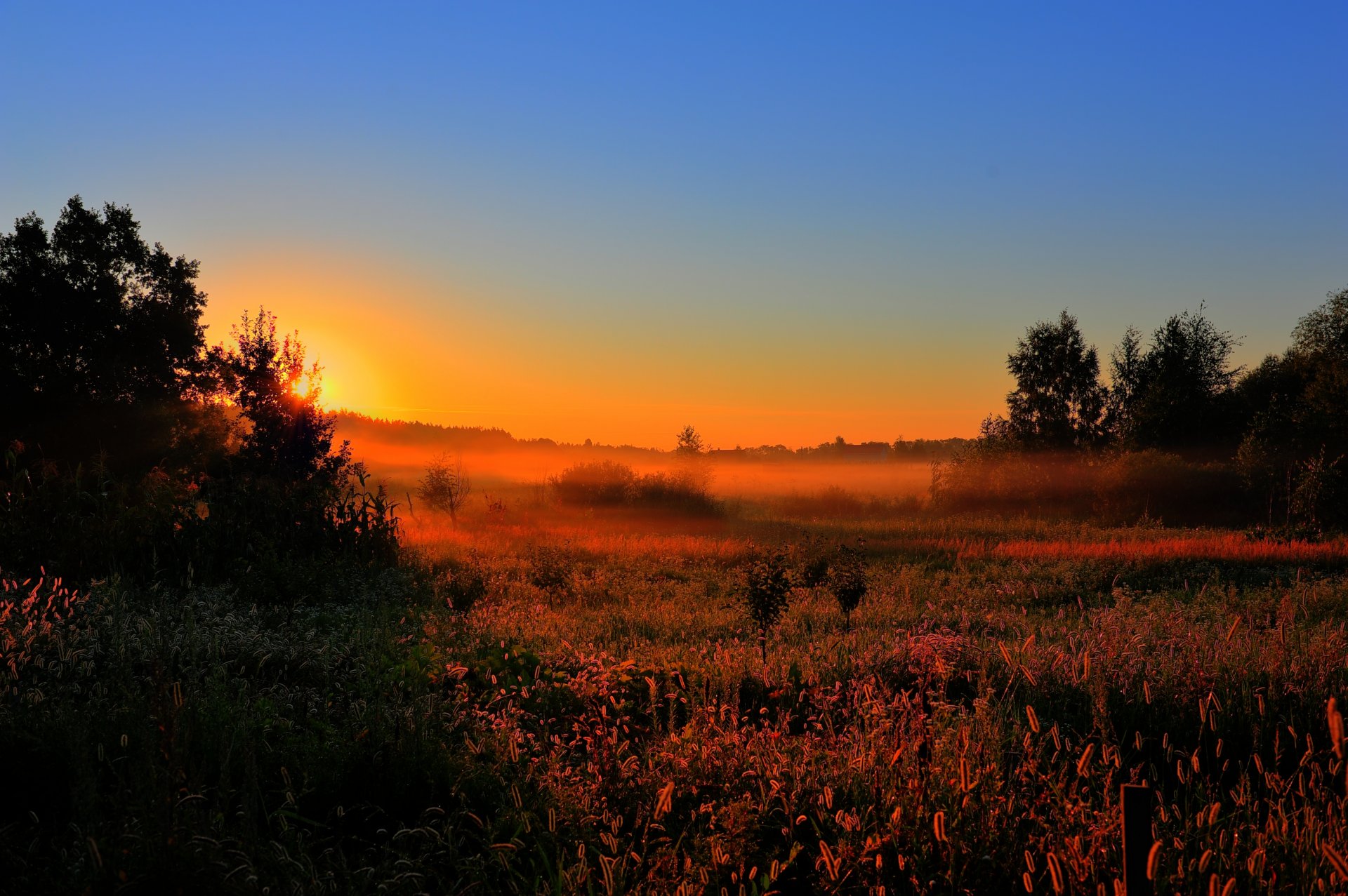 temprano en la mañana amanecer sol niebla claro. campo bosque árboles naturaleza