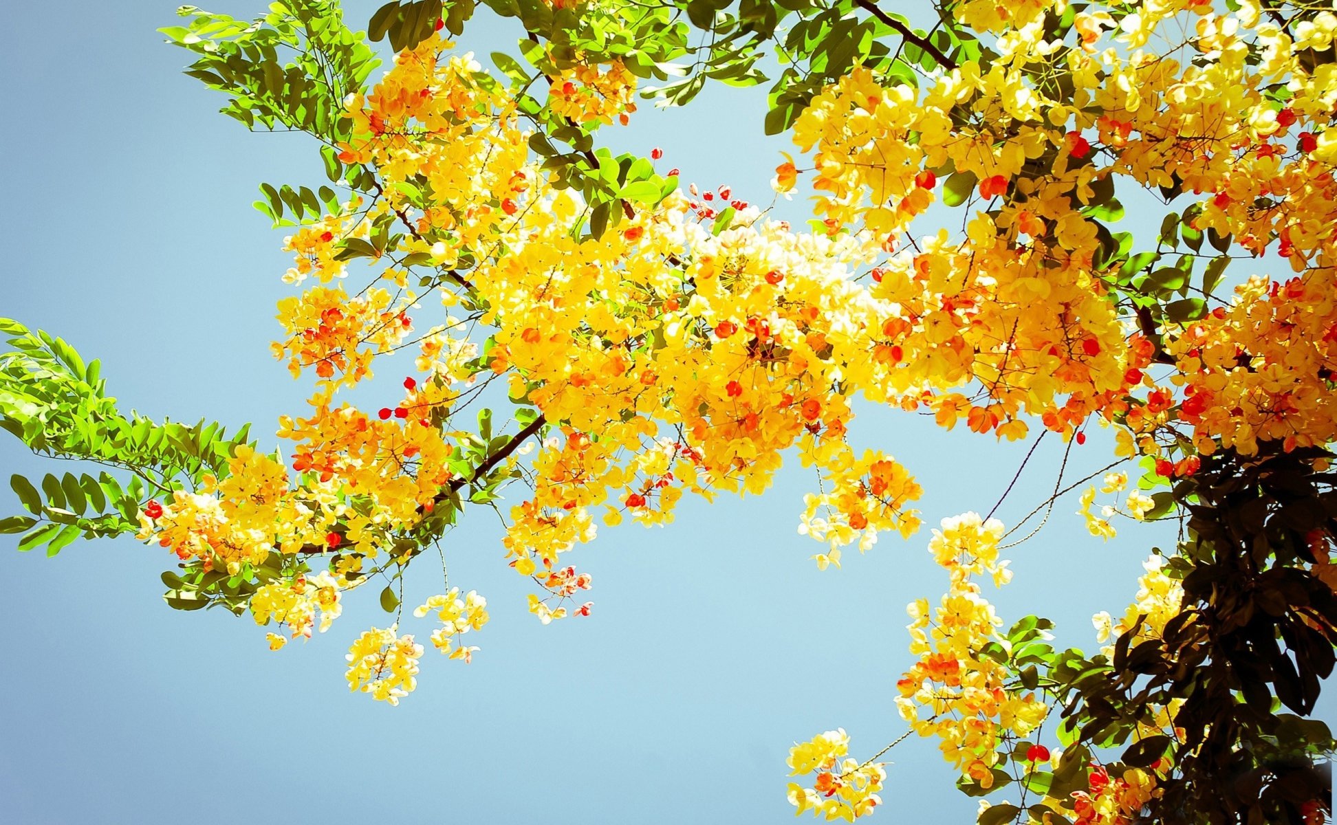 naturaleza árbol follaje amarillo