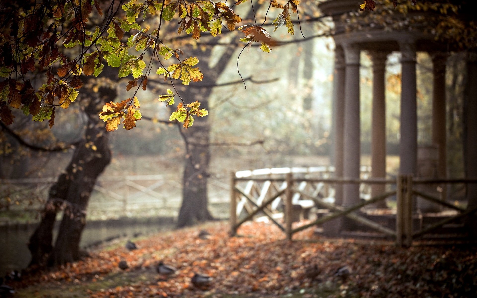 park bäume blätter laube natur