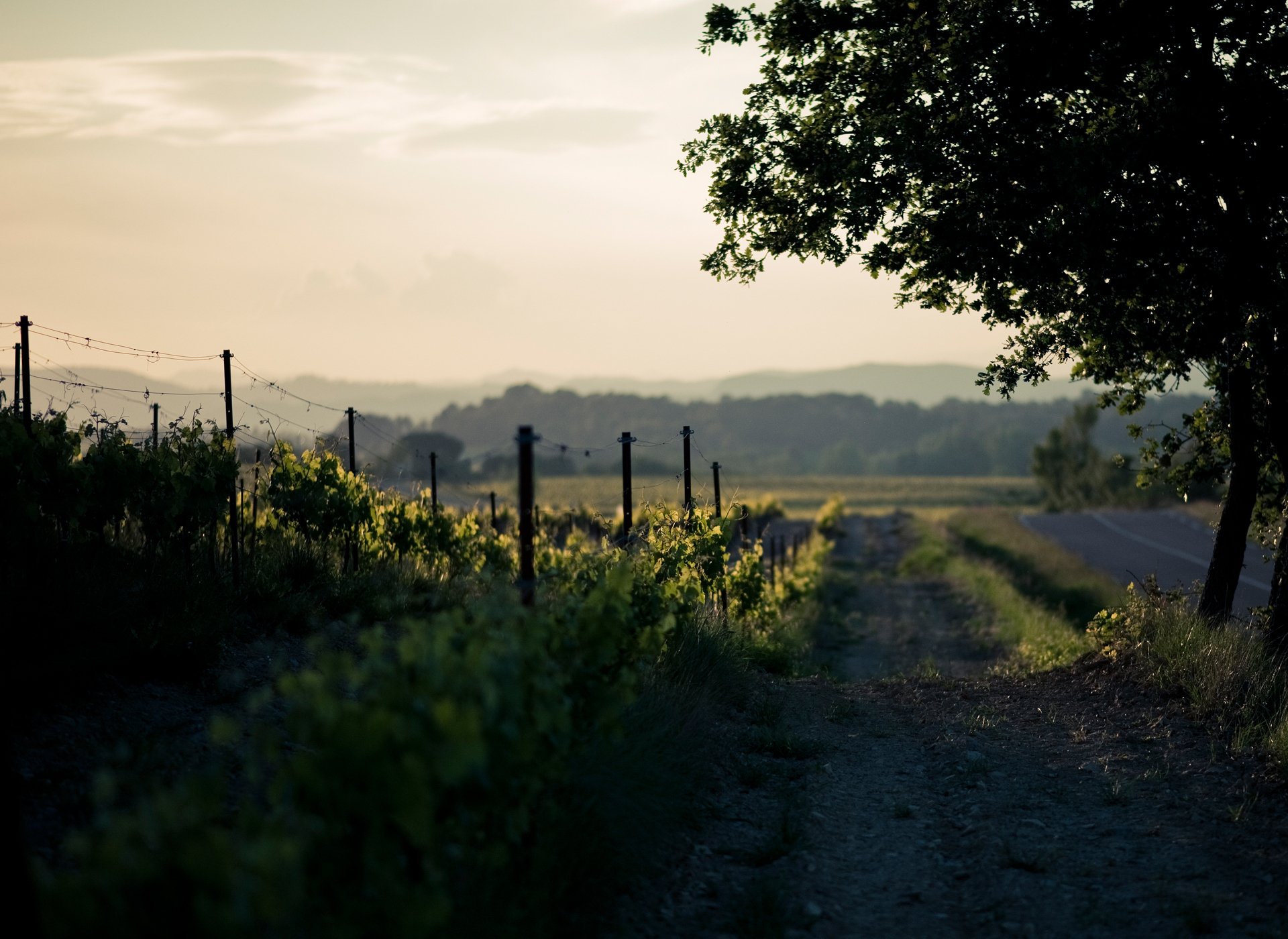 natur frühling straße zwei weinberge baum eiche