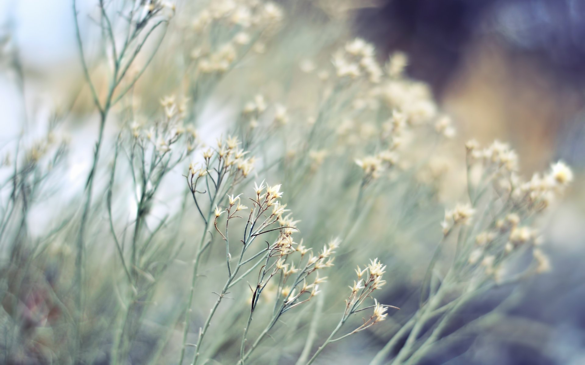 pflanze trocken kräuter natur fokus unschärfe bokeh