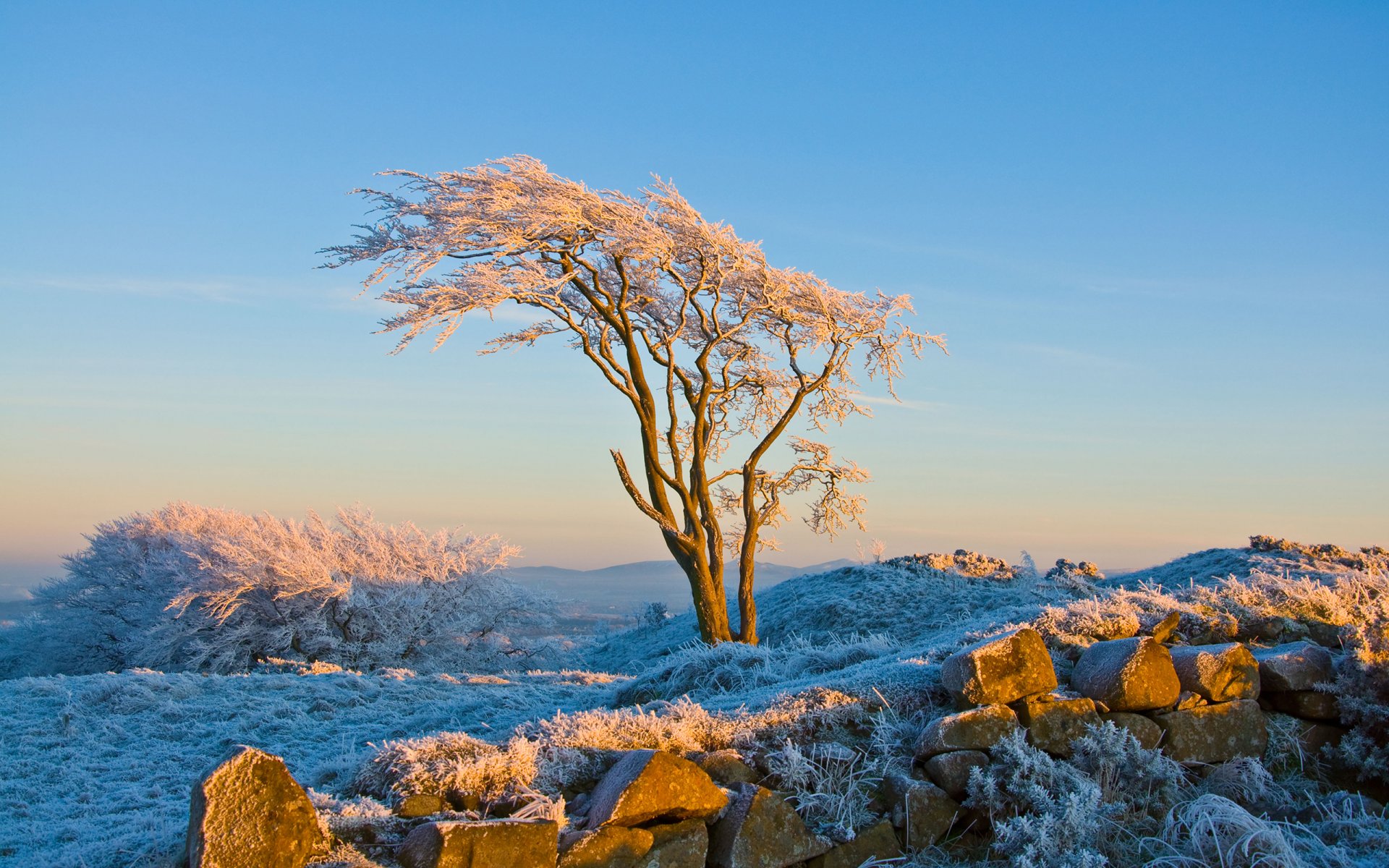 natura drewno śnieg szron zima