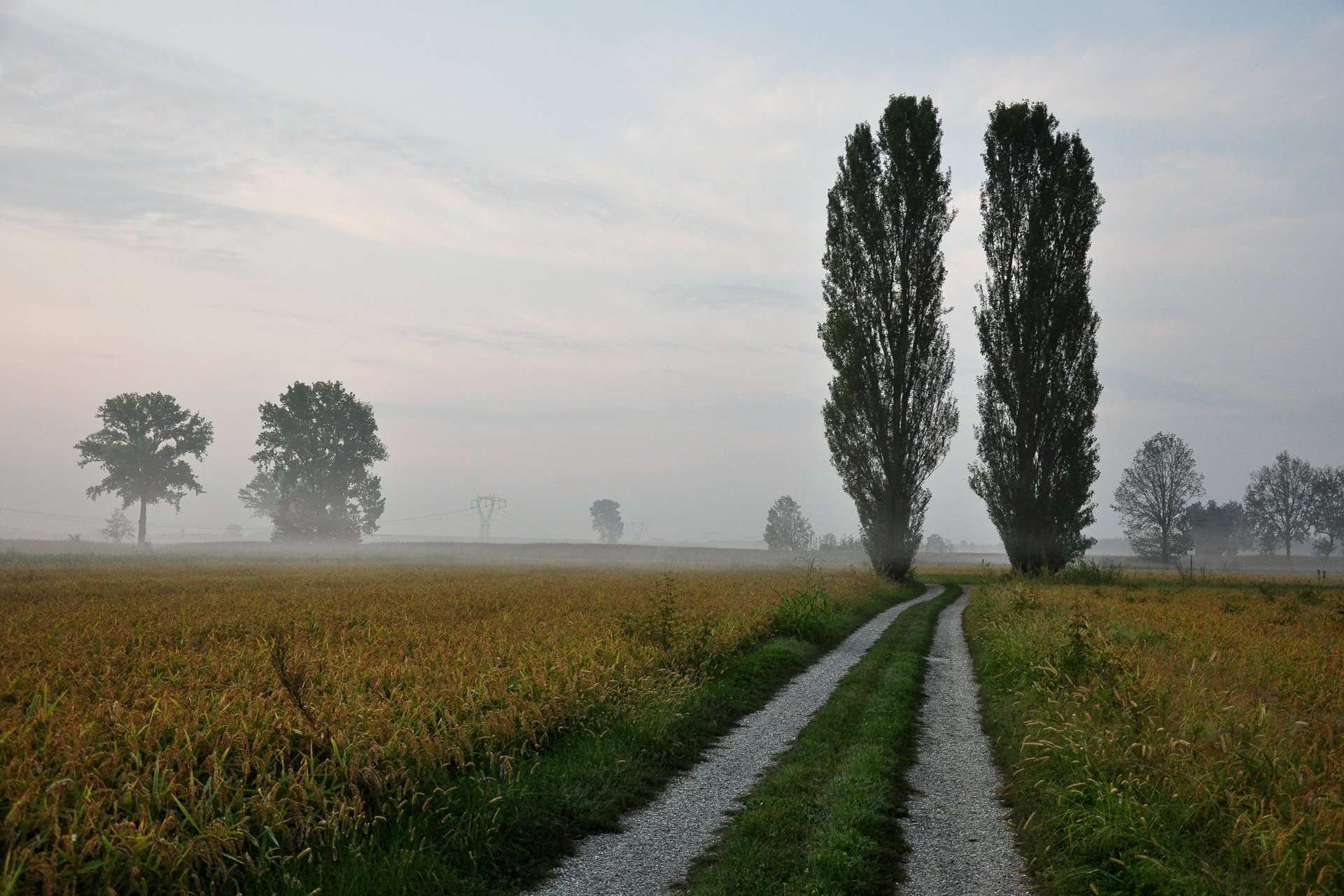 naturaleza camino árboles álamos niebla