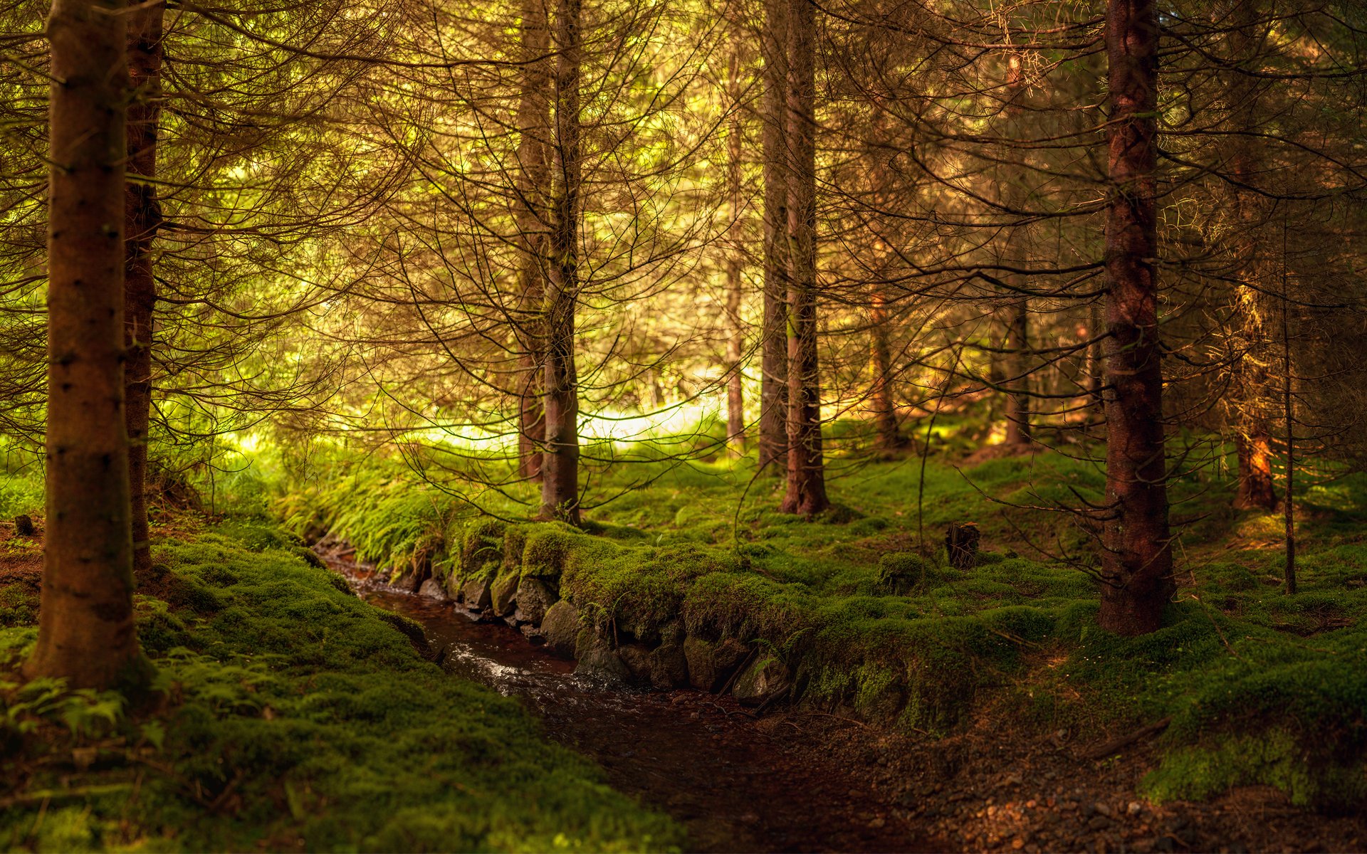 arte foresta boschetto alberi muschio ruscello acqua abete rosso