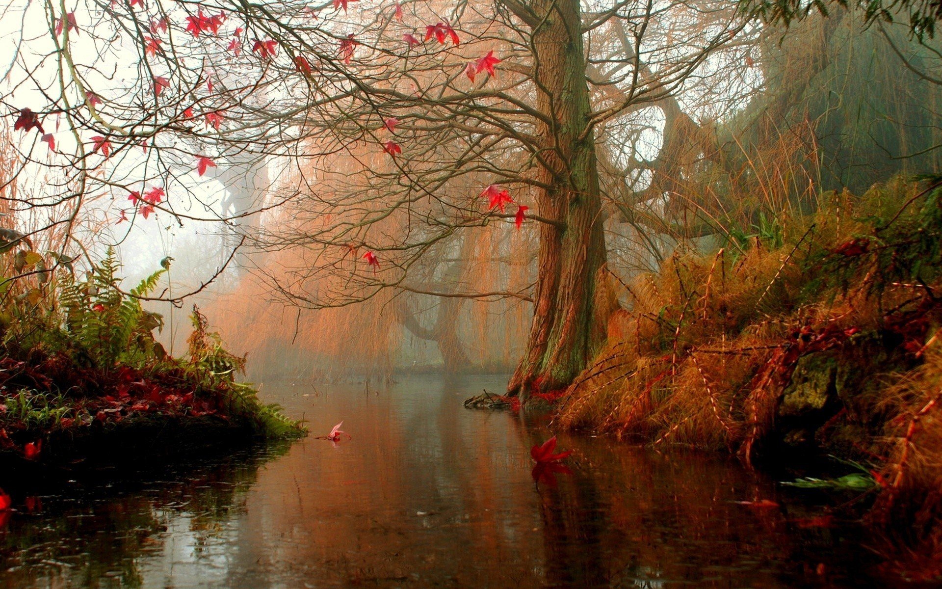 baum wasser herbst blätter