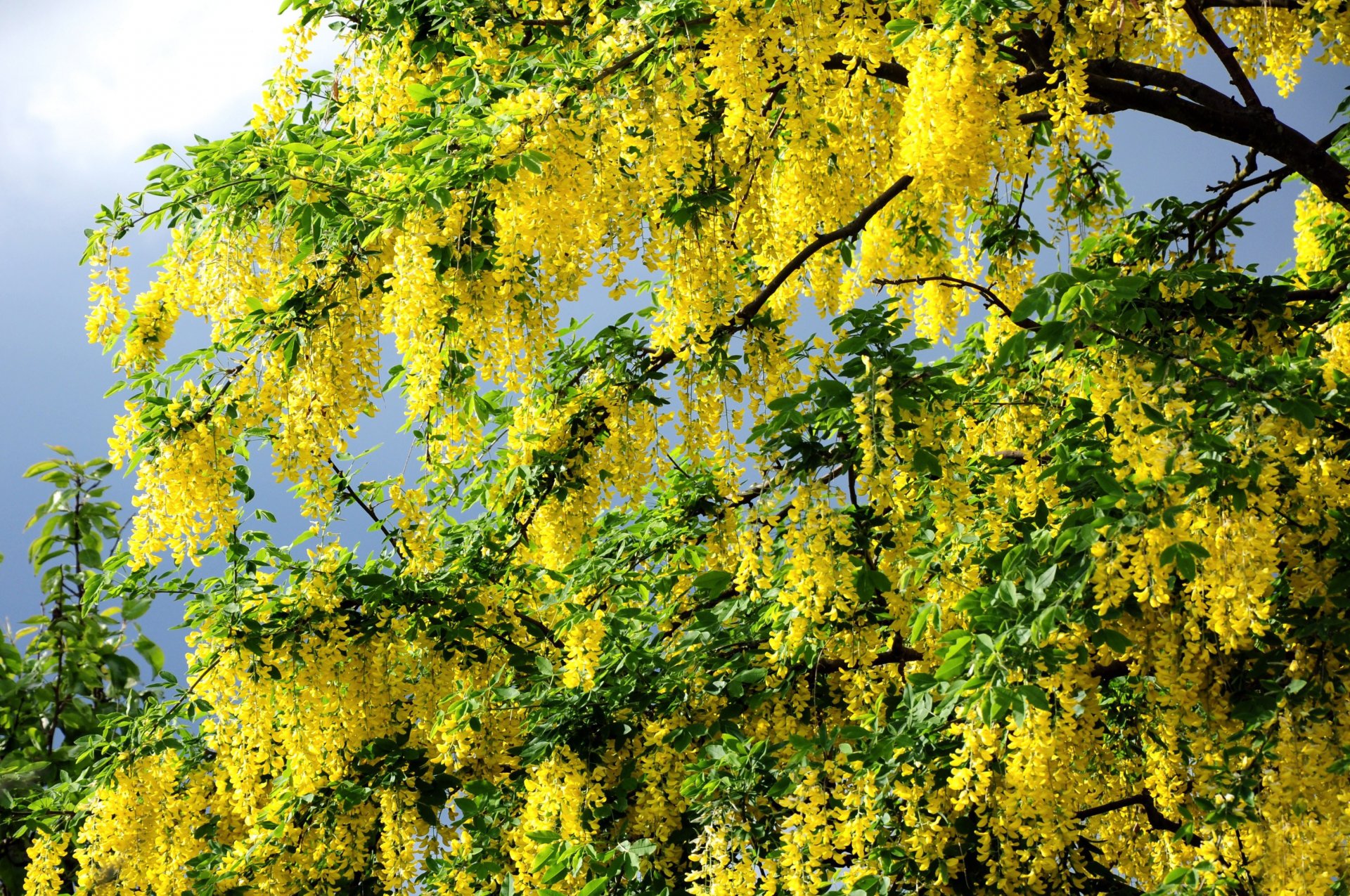 printemps fleurs arbre branches été feuilles pétales verdure éveil