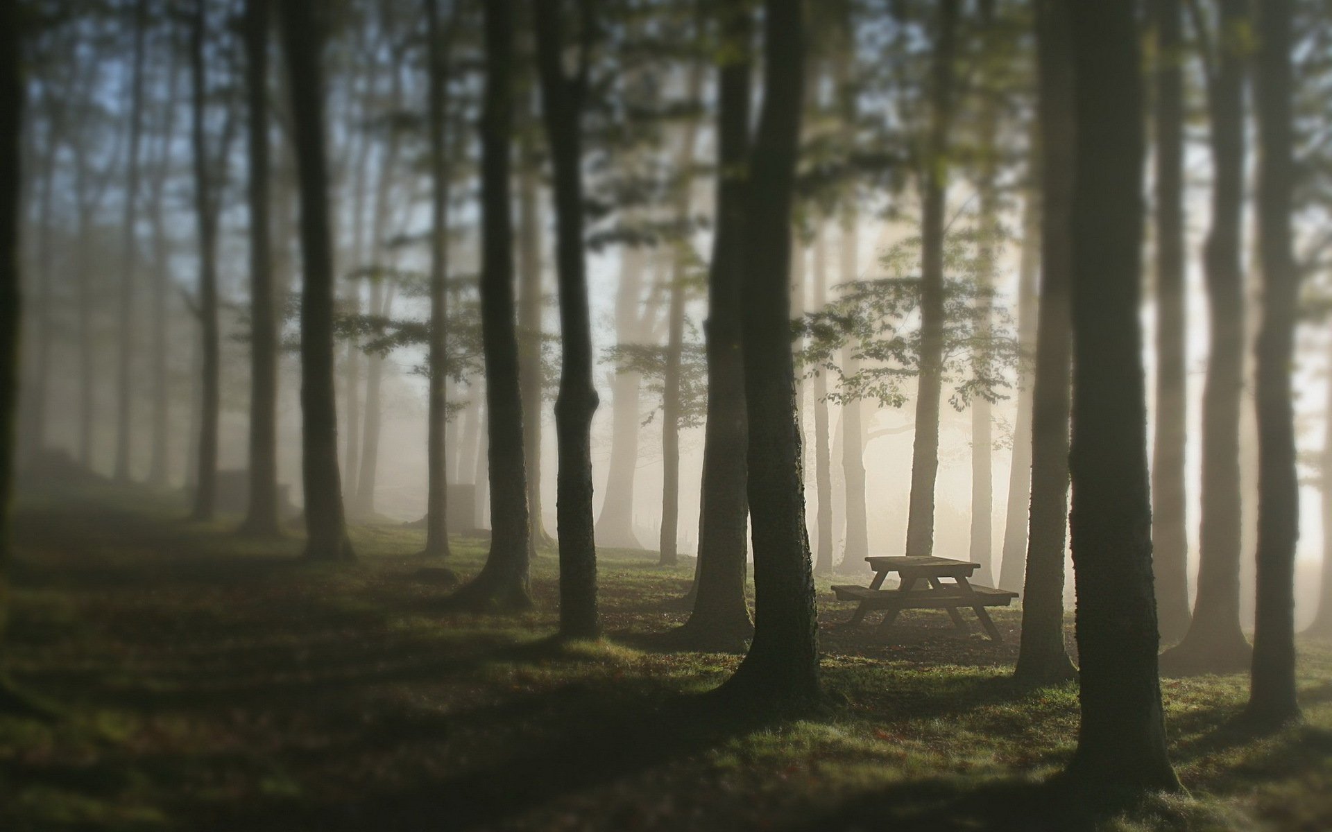 wald bäume nebel tisch bank