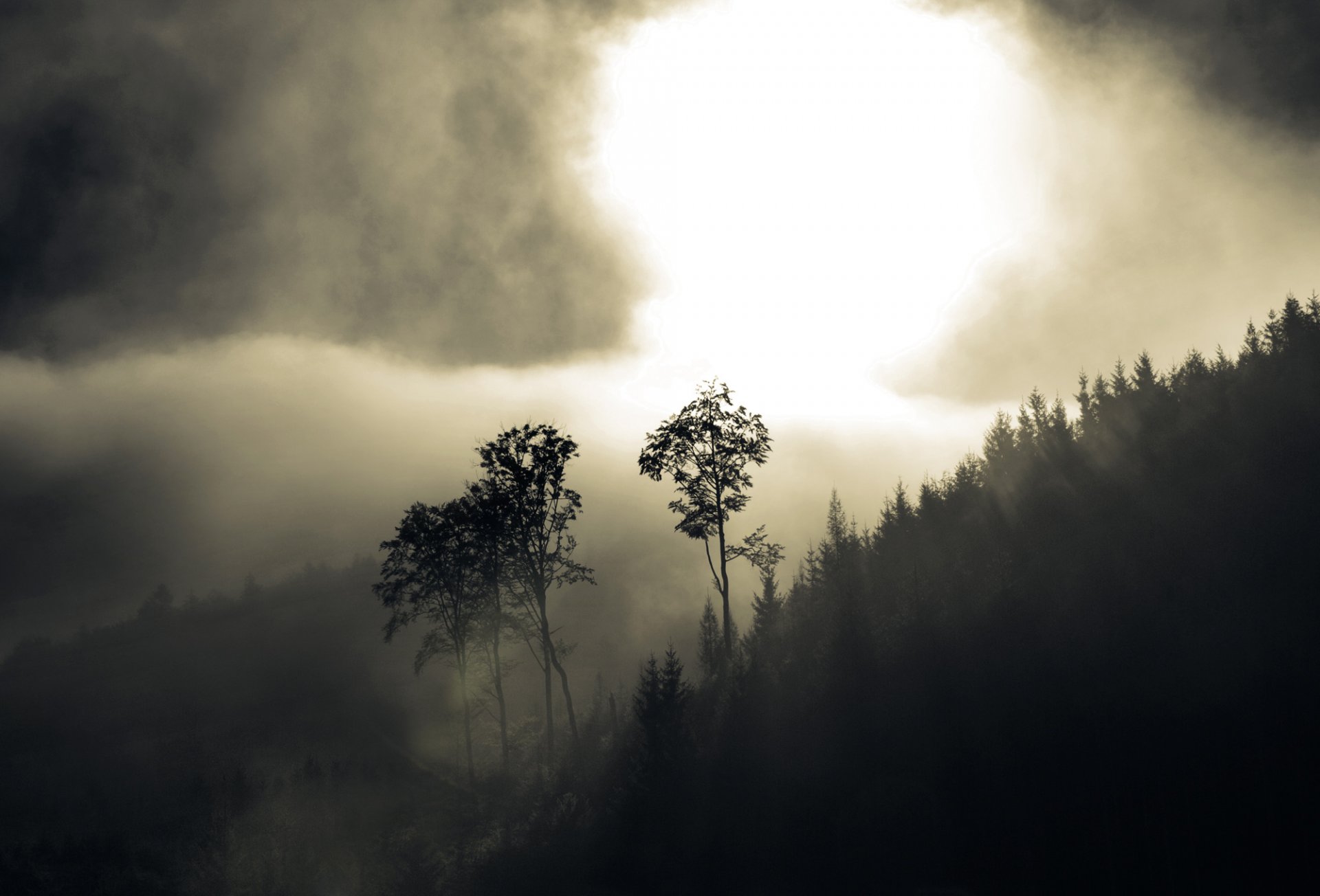 fog forest tree hills haze