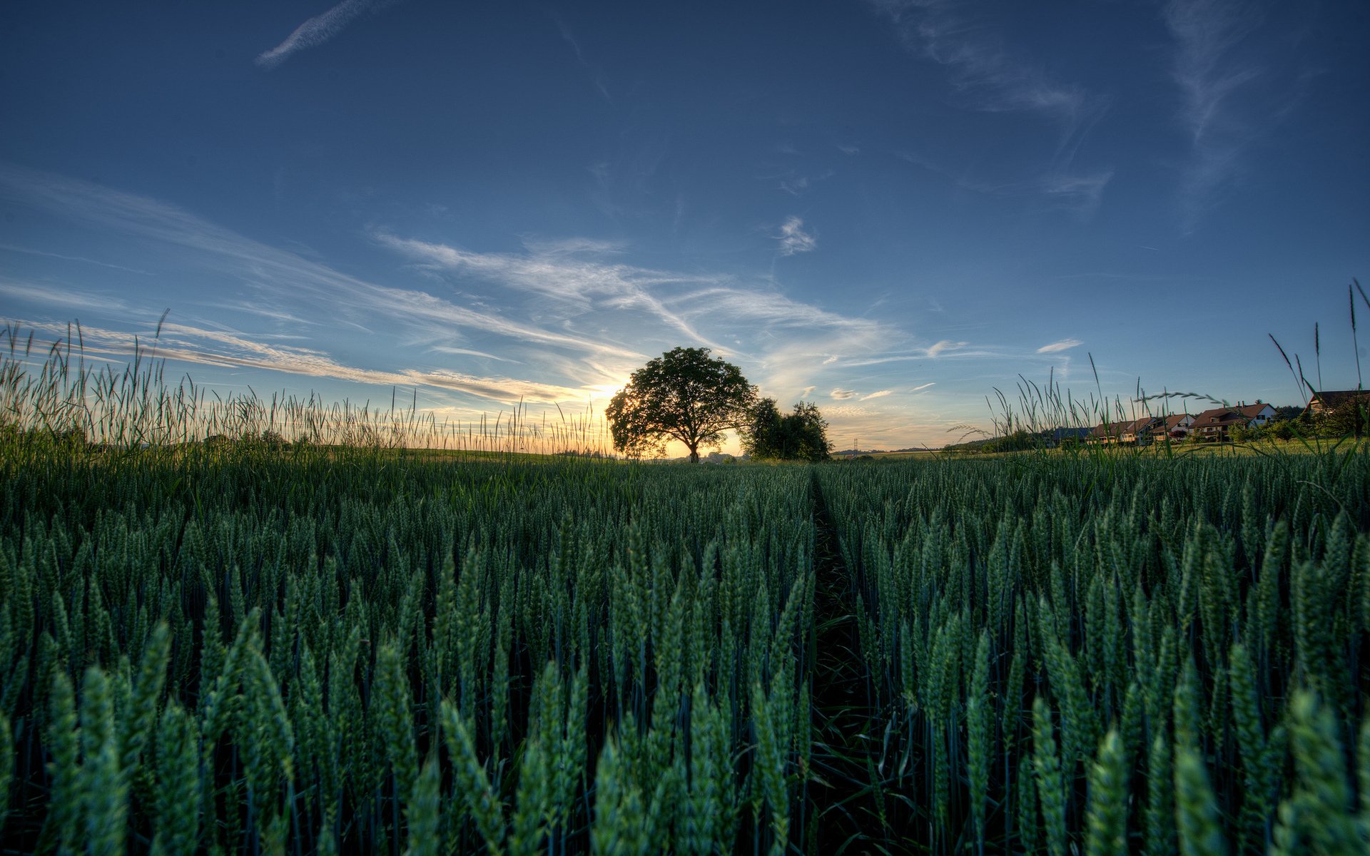 the field spikes tree landscape sky sun sunset gra