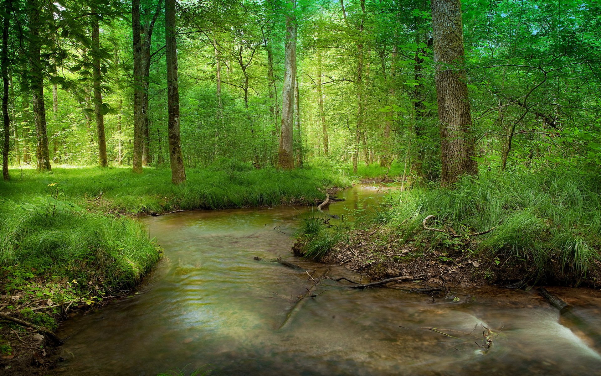 wald fluss sommer natur