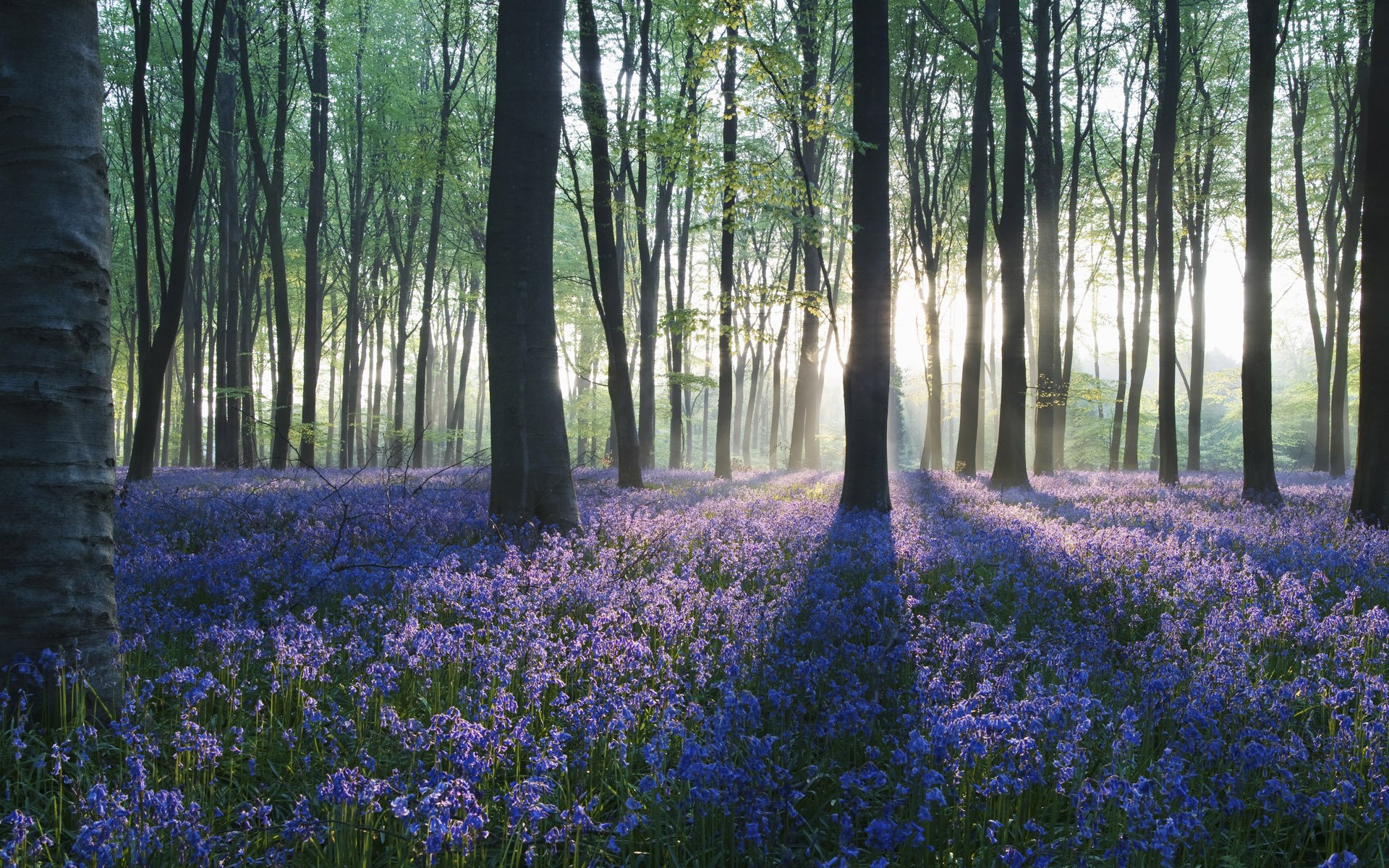 bosque árboles flores