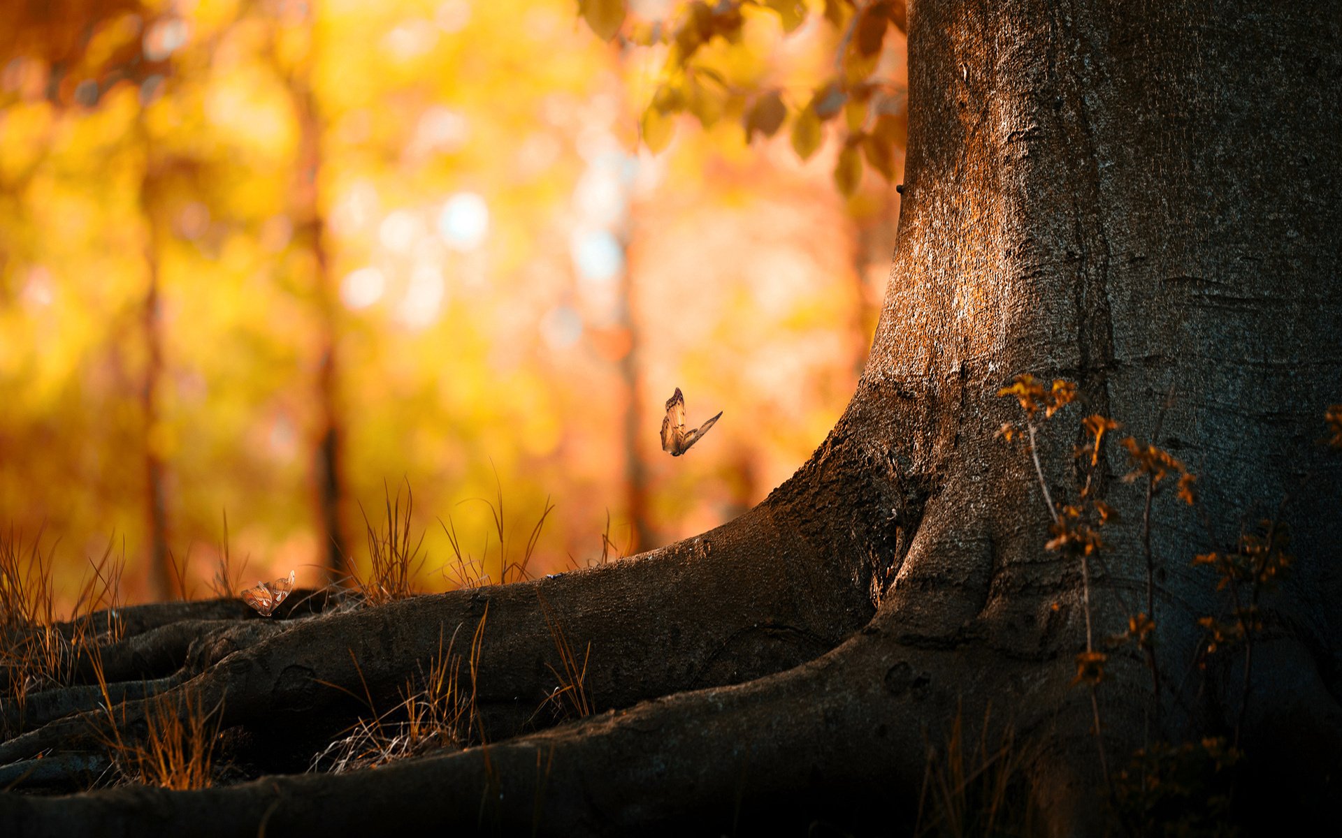 leaves butterfly tree autumn