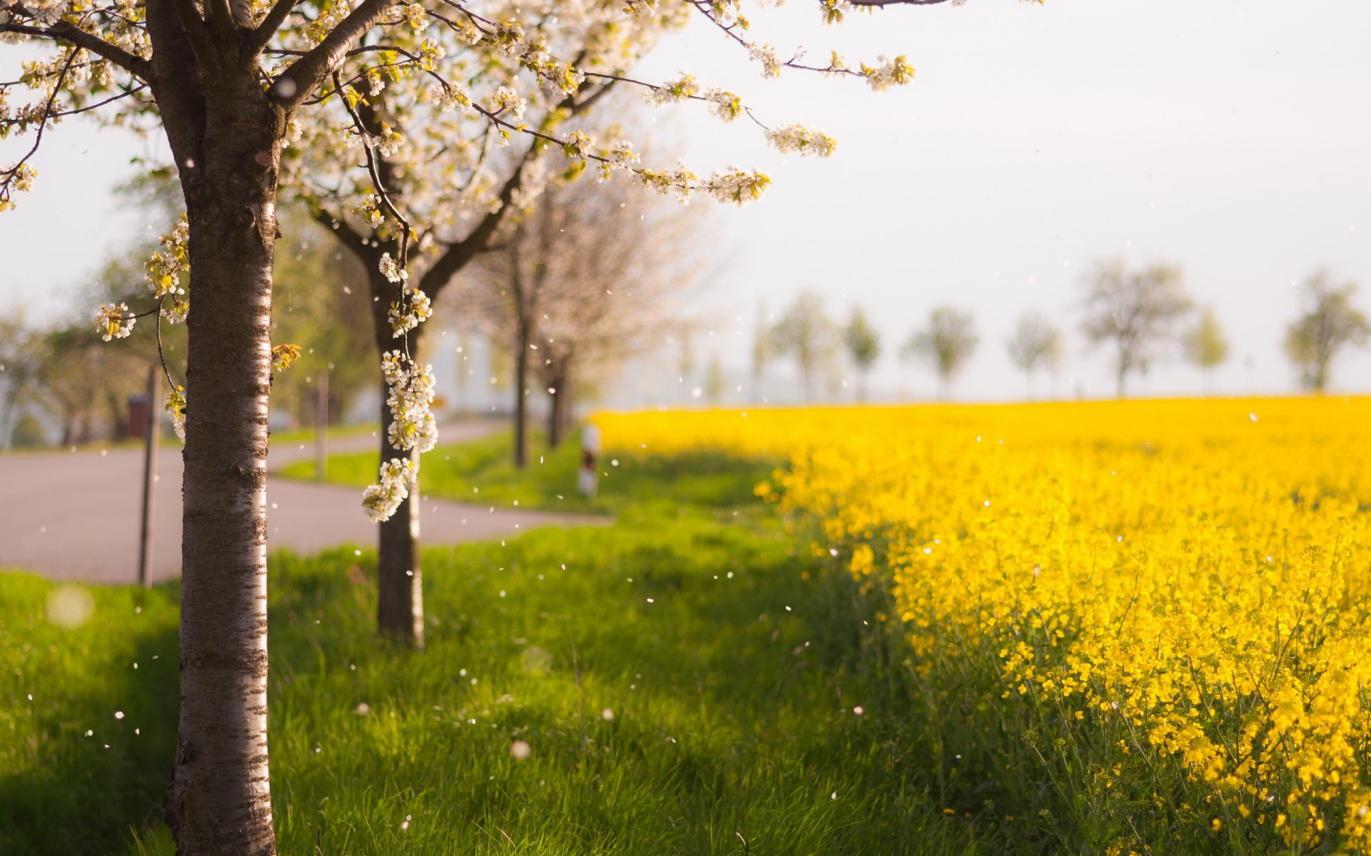 tree the field spring nature