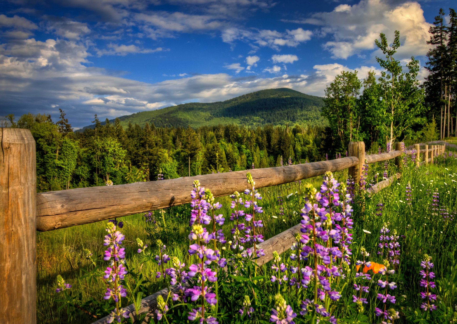 nature mountain forest road fence flower spring