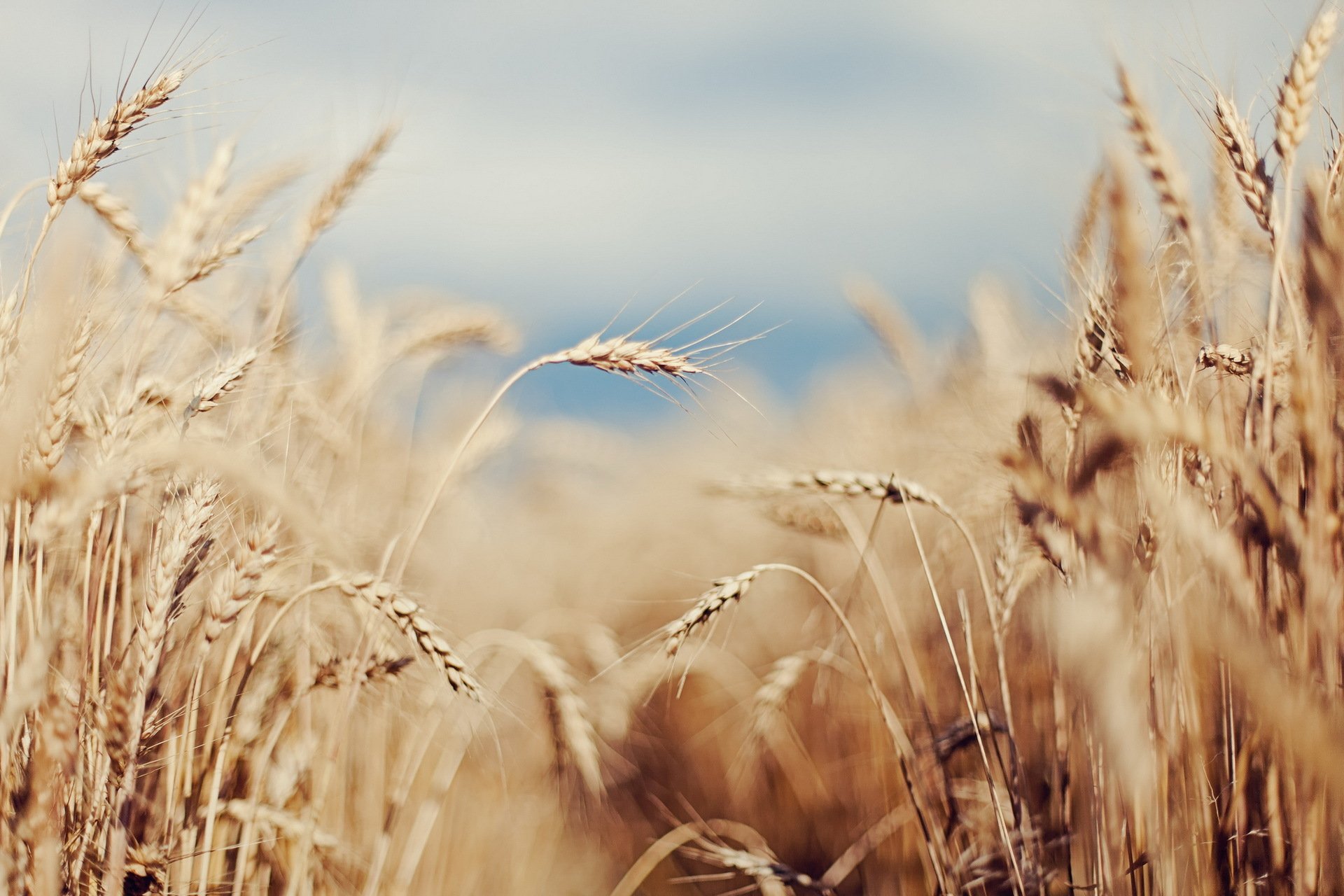 the field ears nature