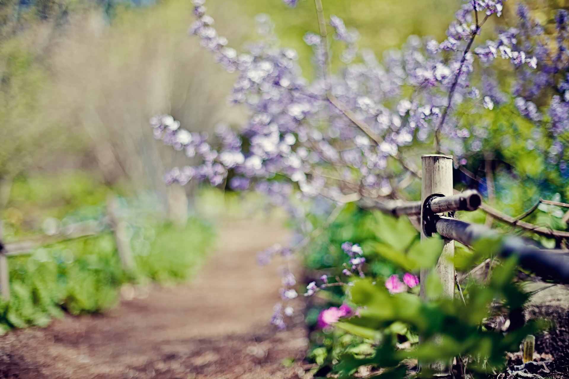 bokeh blur focus fence fence path path plants spring nature