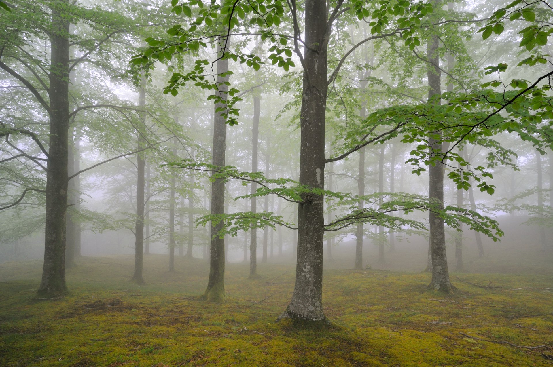 natur wald nebel bäume laub mai