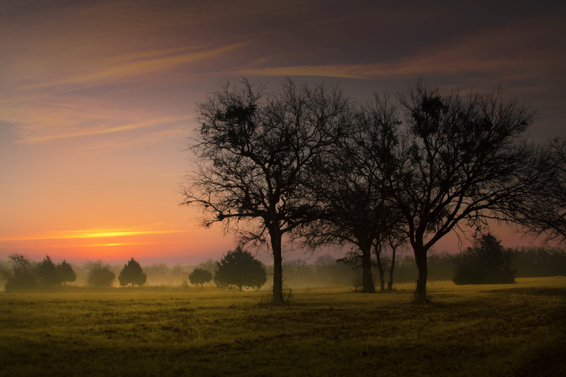 tôt le matin champ brouillard arbres nature paysage