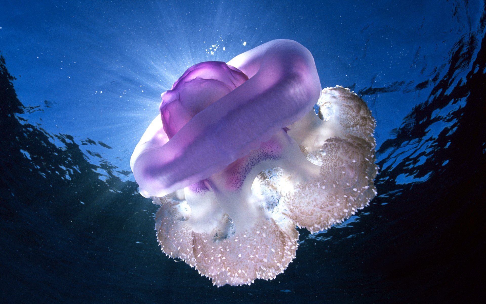 océan eau sous-marin monde méduse lumière rayons