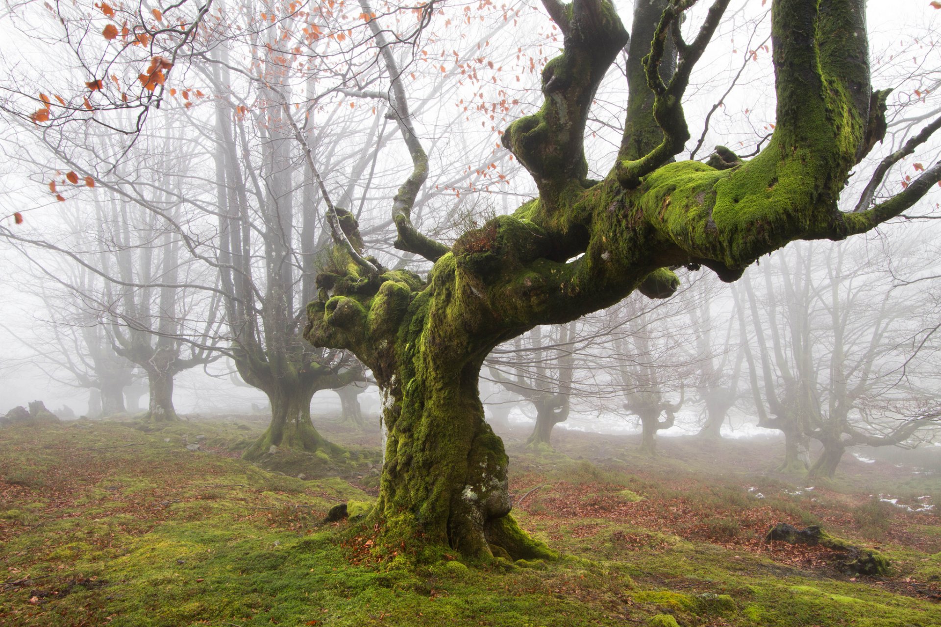 natur britisch wald baum moos morgen