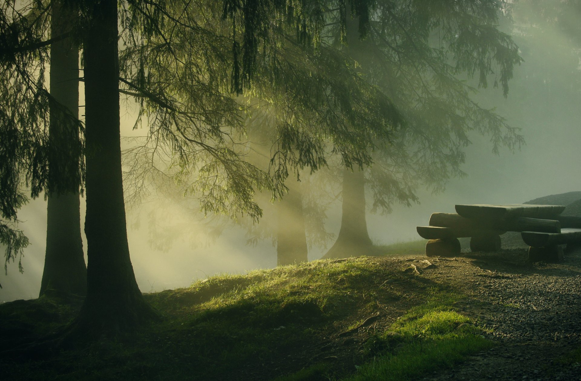 nature forest morning tree sun rays log table shops needles christmas tree