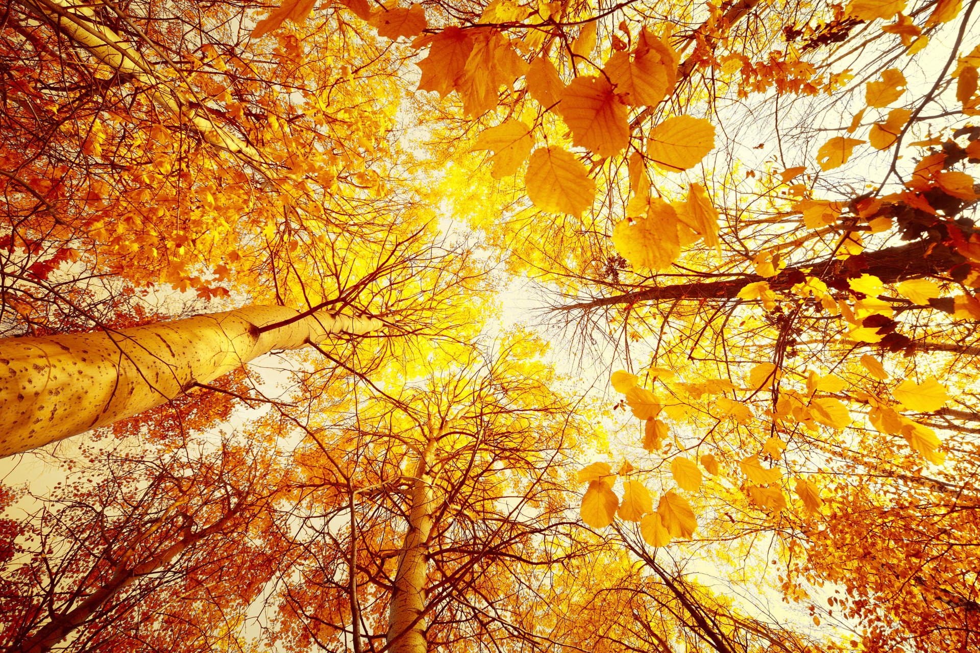 herbst bäume von unten nach oben blätter gelb wald sonne himmel landschaft