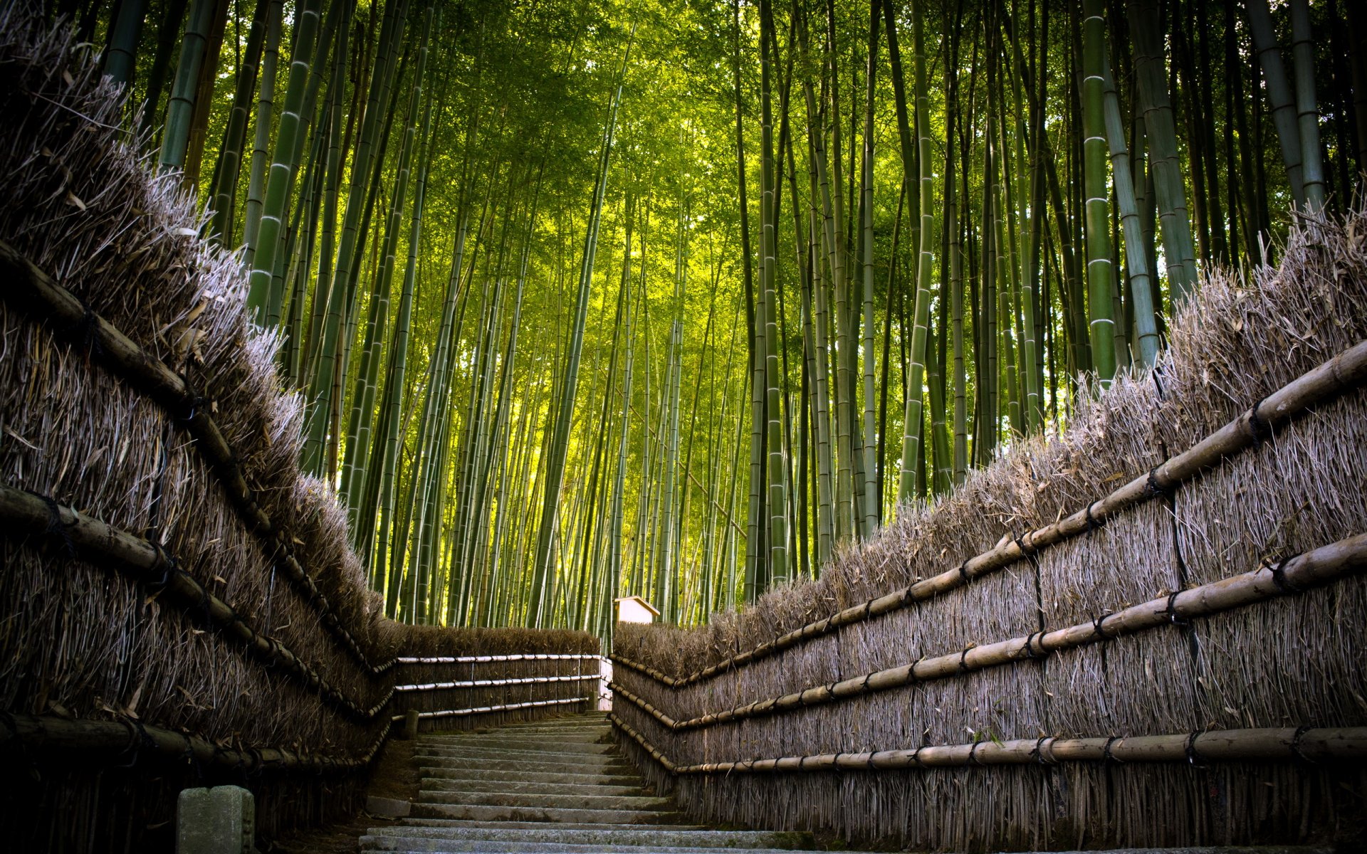 bamboo fence road