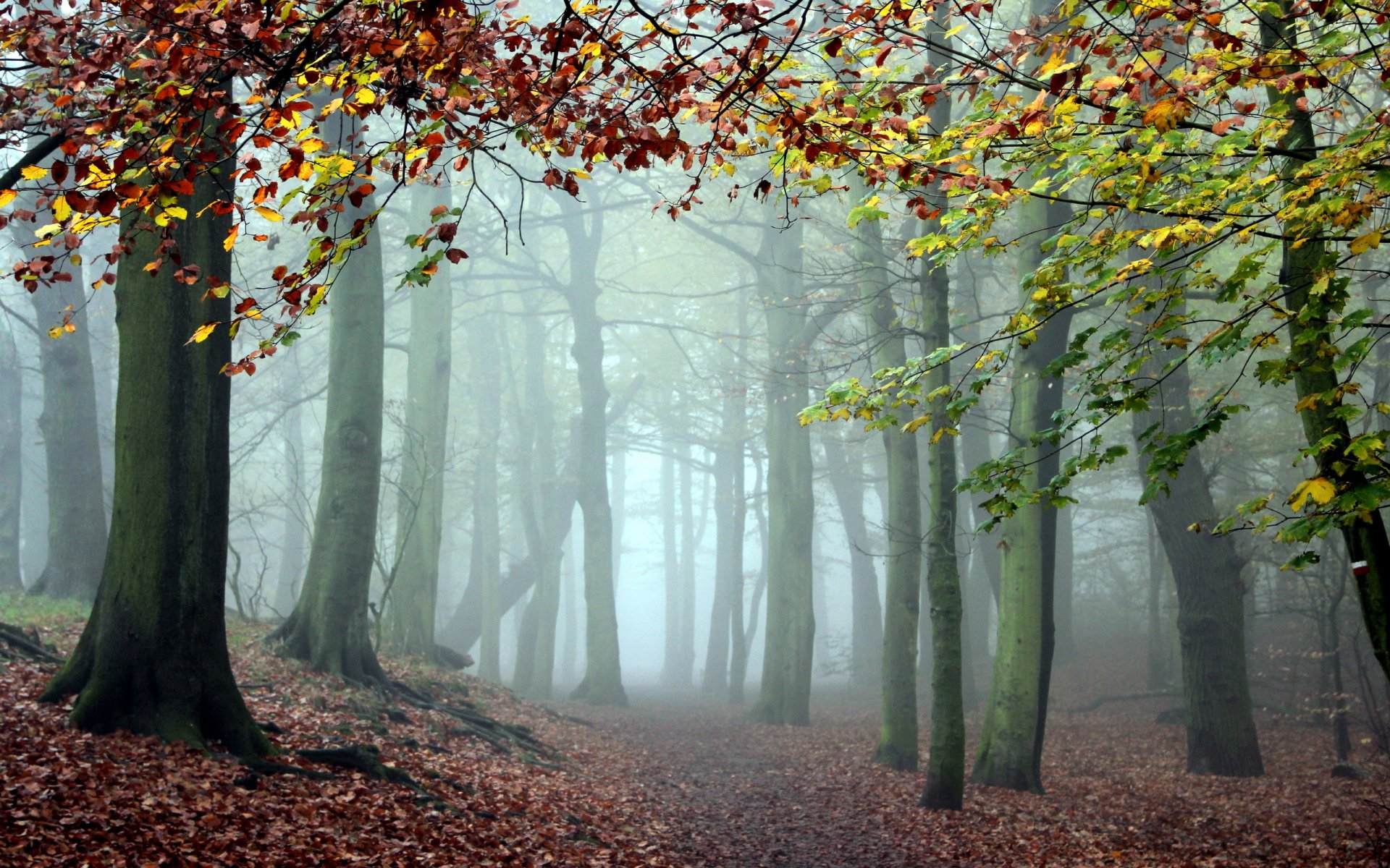 las natura mgła drzewa