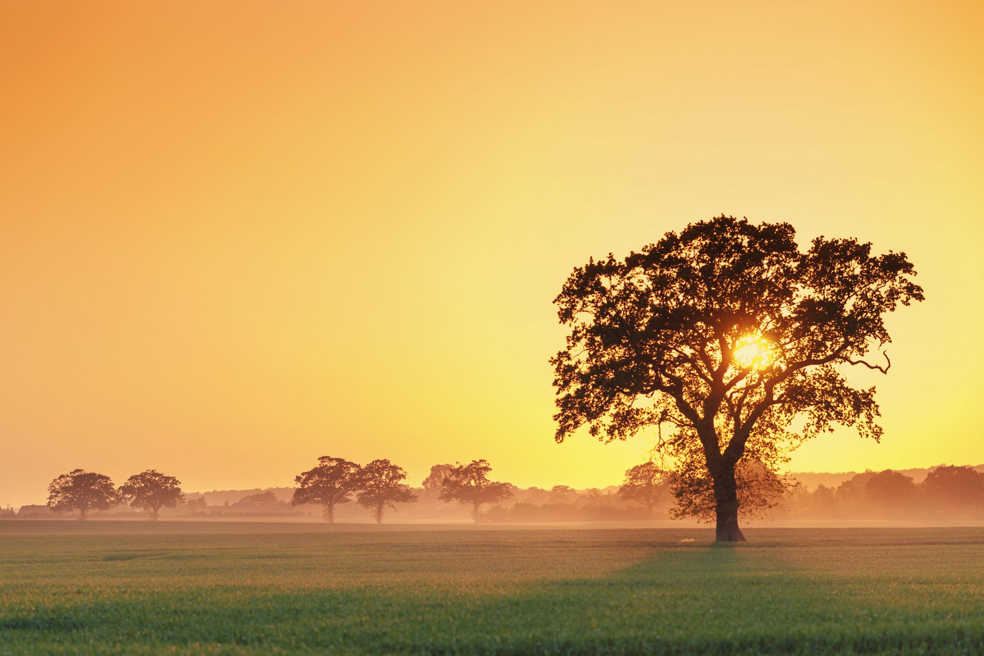 árbol puesta de sol niebla