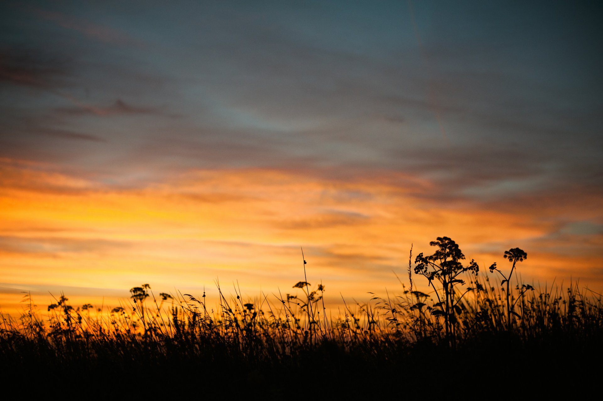 nature été soir crépuscule coucher de soleil ciel herbe