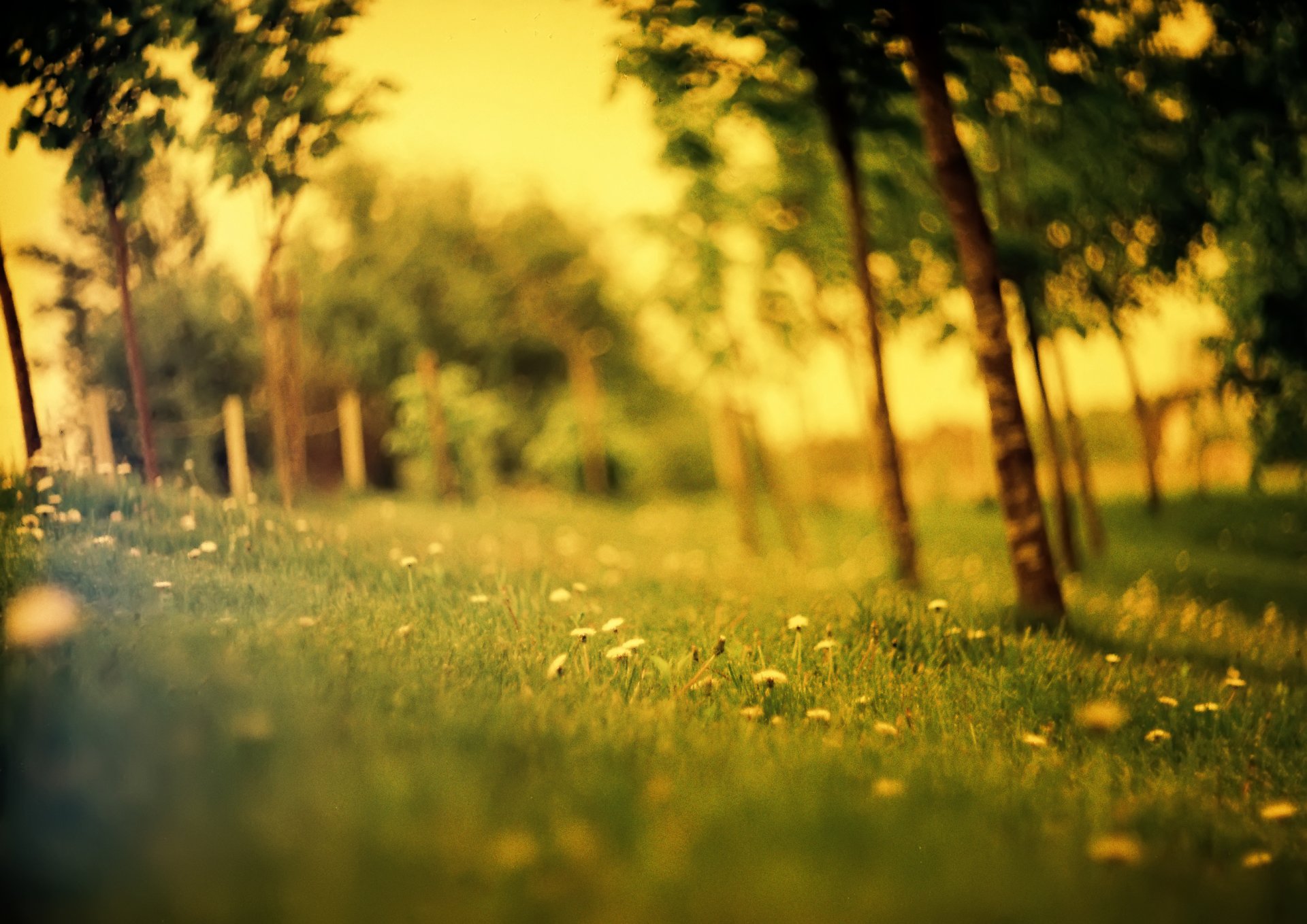 the field forest field summer grass dandelion