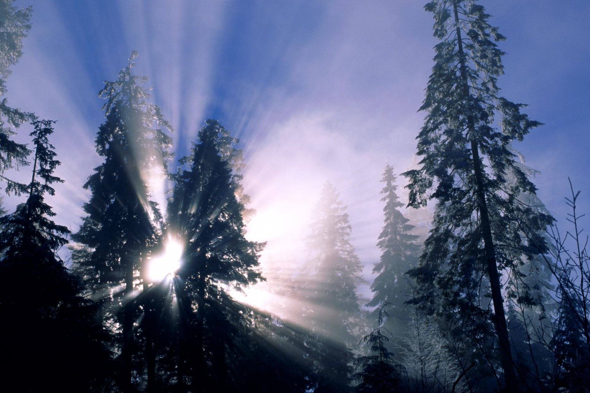 invierno árboles nieve rayos del sol bosque