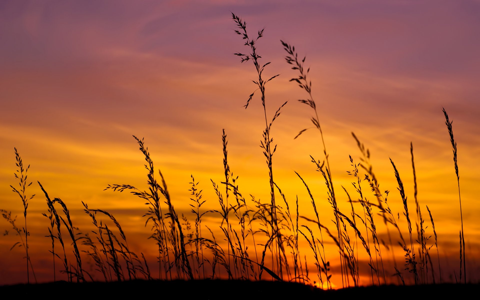 puesta de sol sol cielo campo hierba lila