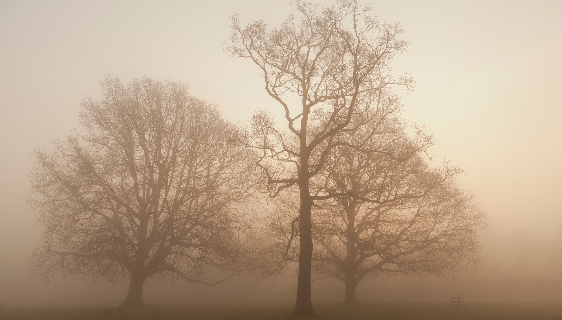 alberi nebbia erba panchina panchina autunno