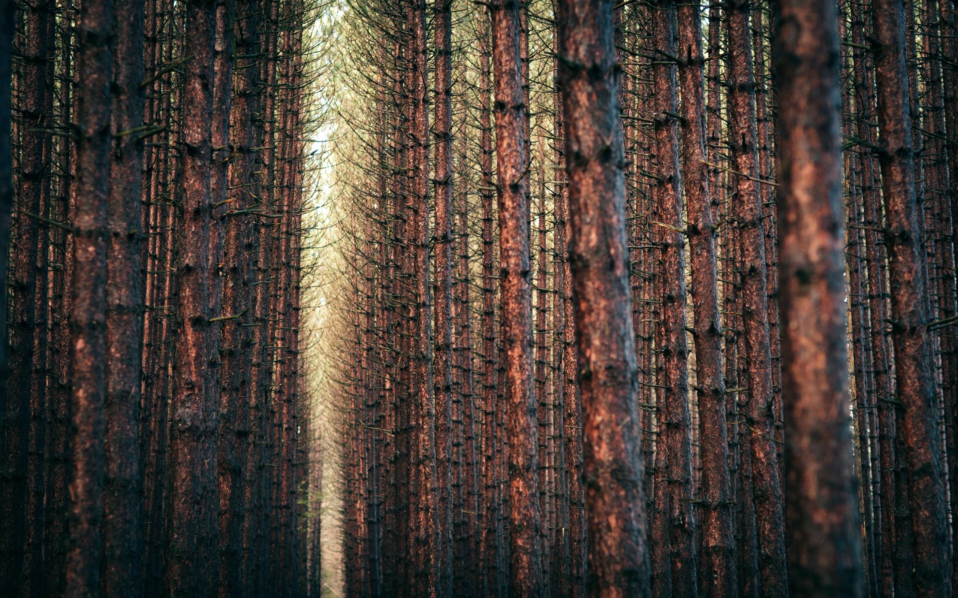 natura paesaggio foresta alberi rami rami 2560x1600