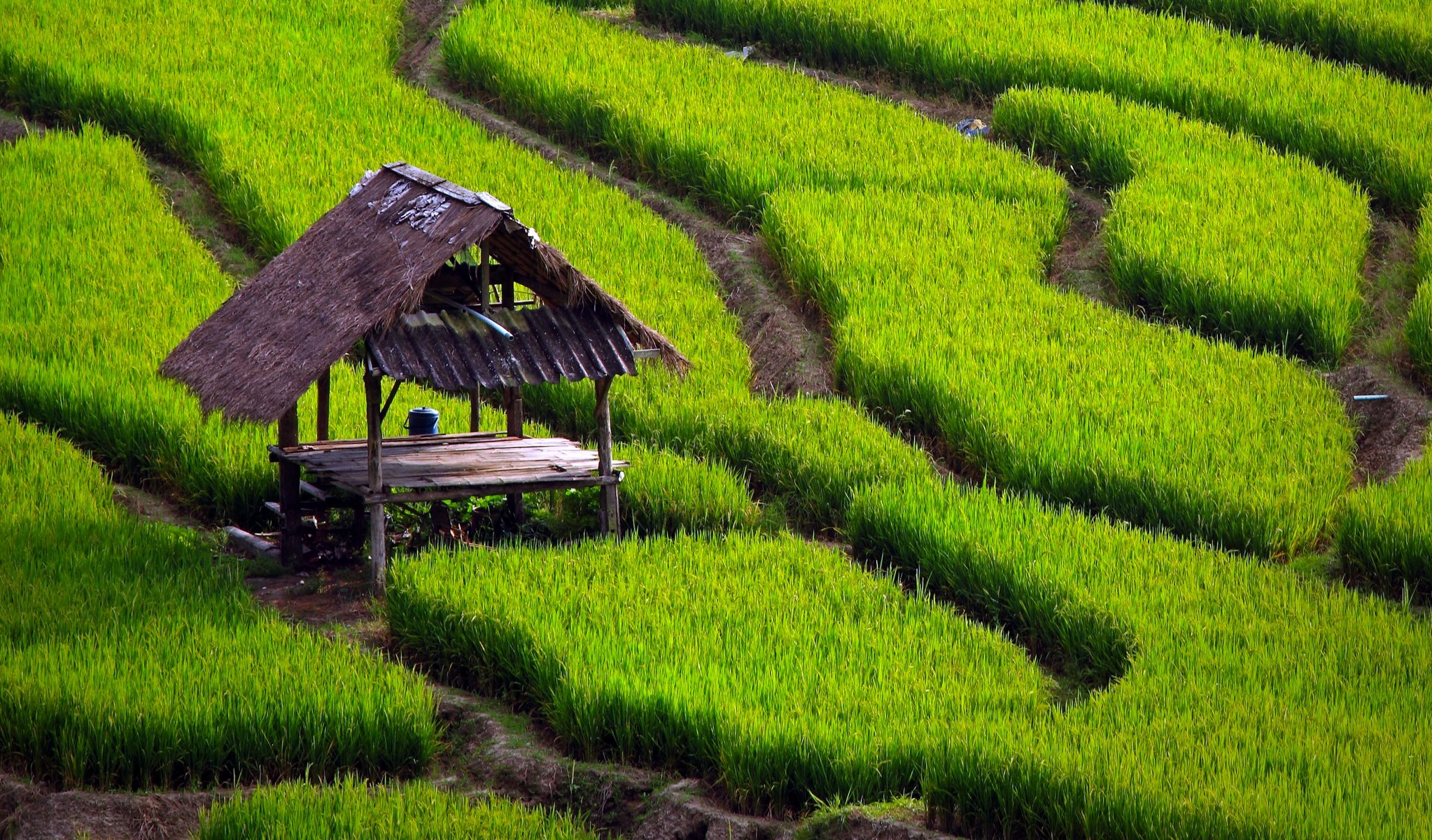 hierba caminos campos de arroz mesa dosel