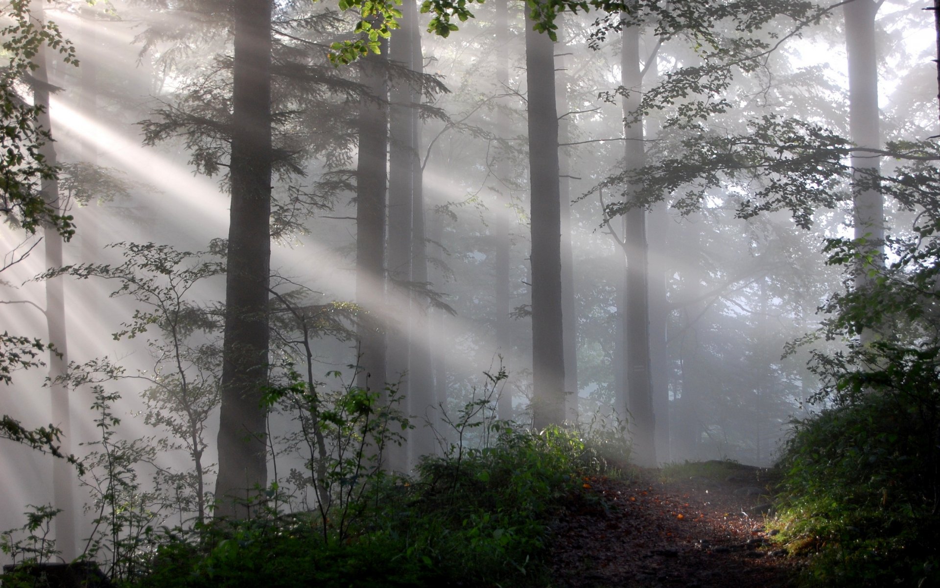 forest fog light nature