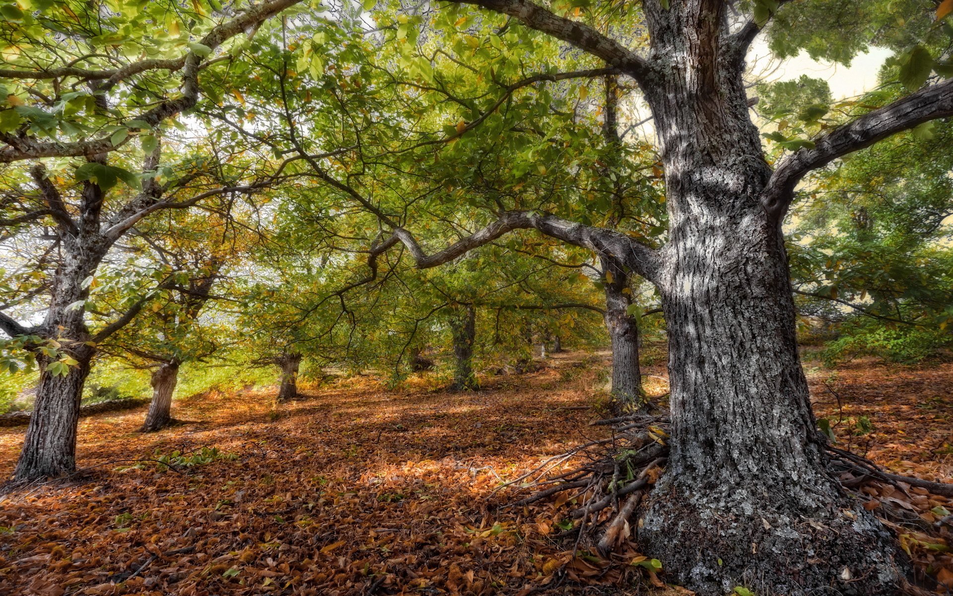 arbre feuilles forêt nature