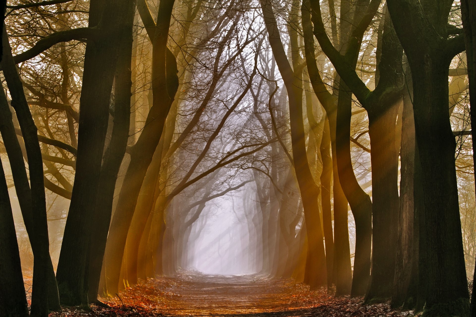 nature tree light rays alley