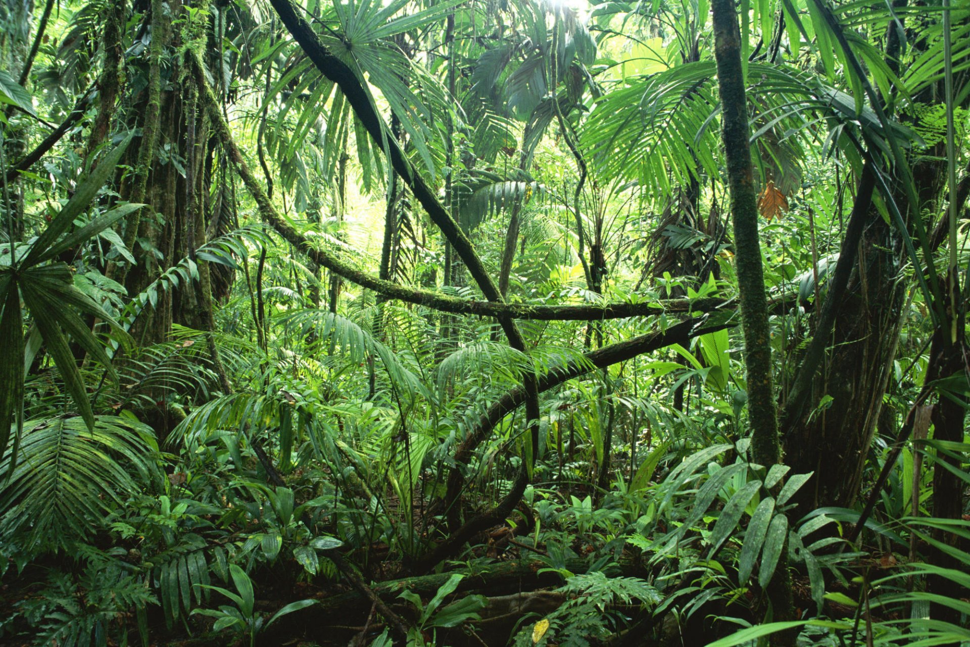 selva jungle forêt tropicale arbres lianes plantes humidité nature