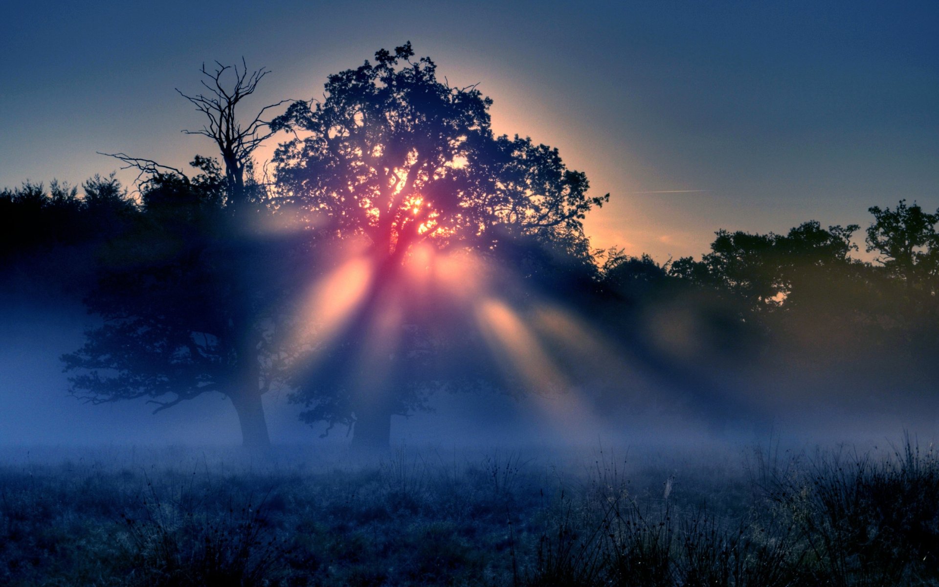 nebbia mattutina sole raggi alberi natura