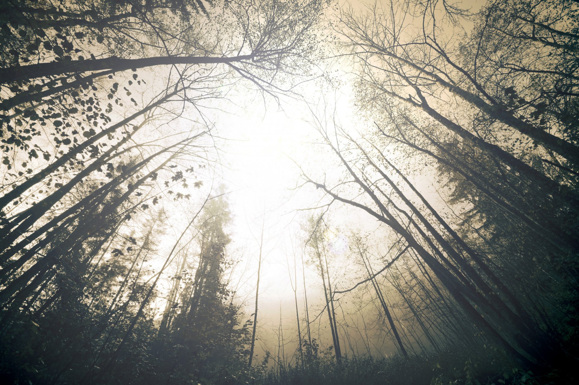 naturaleza niebla neblina bosque árboles cielo