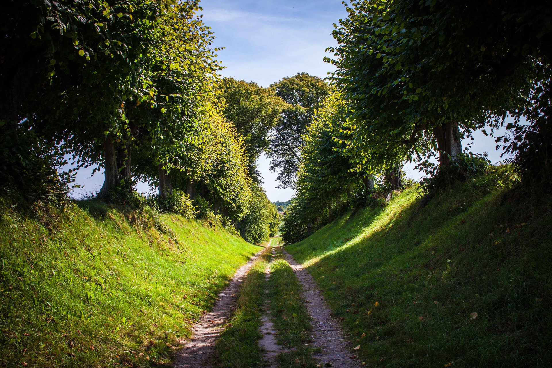 nature été route arbres herbe ciel