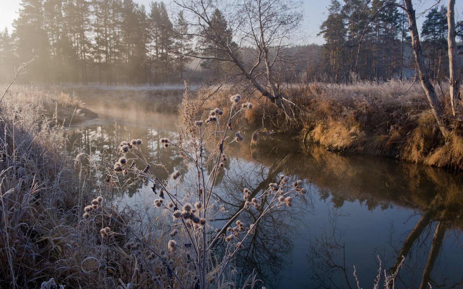 autumn river grass frost