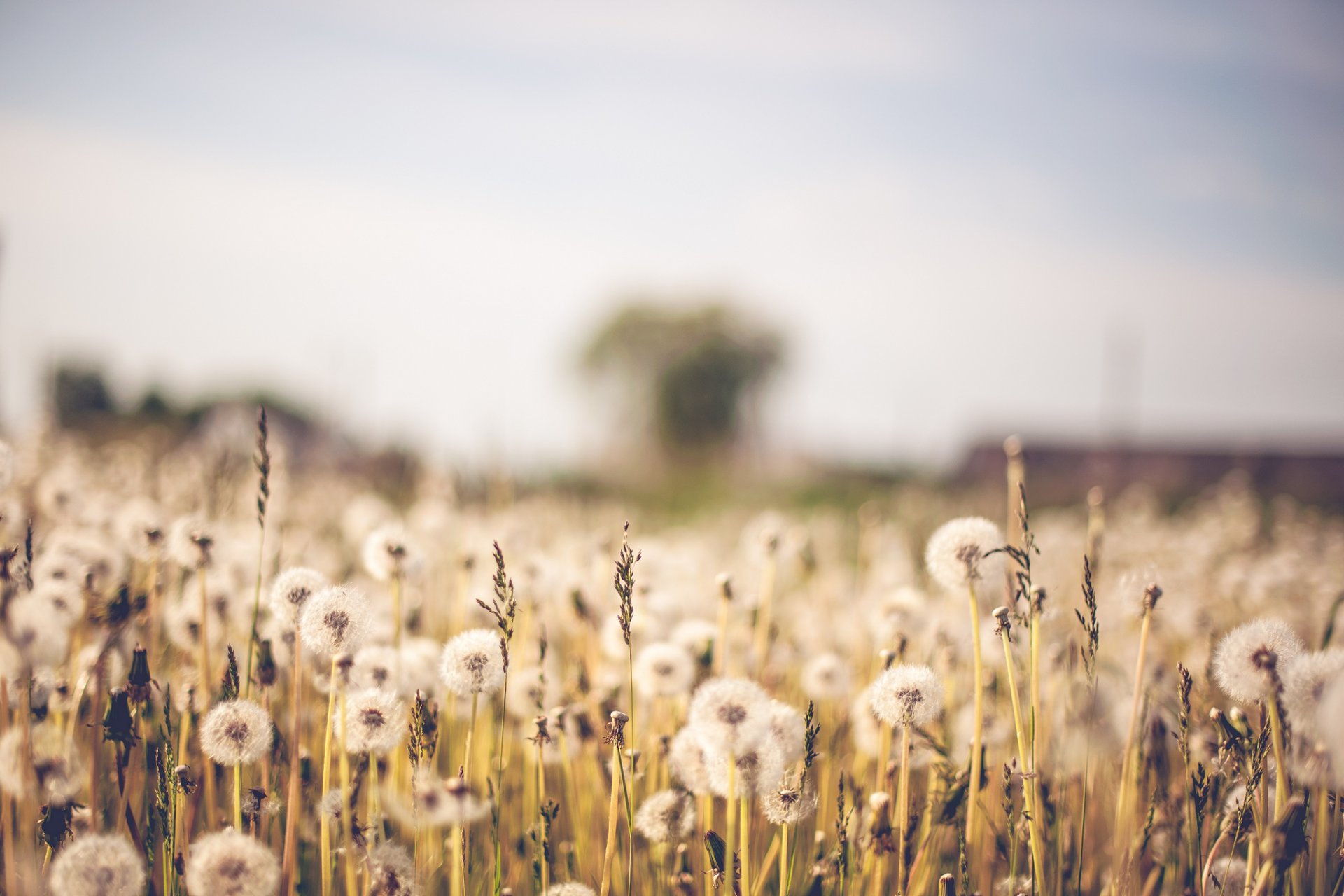 the field dandelions nature bokeh blur