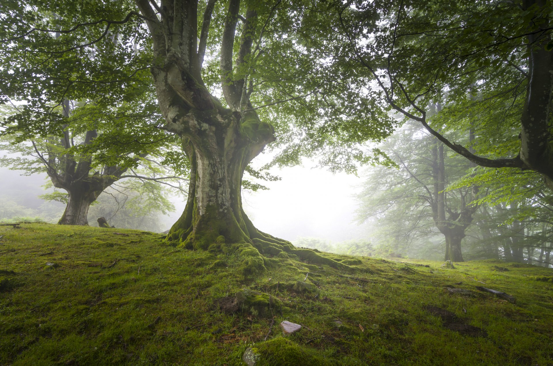 naturaleza bosque gran bretaña neblina