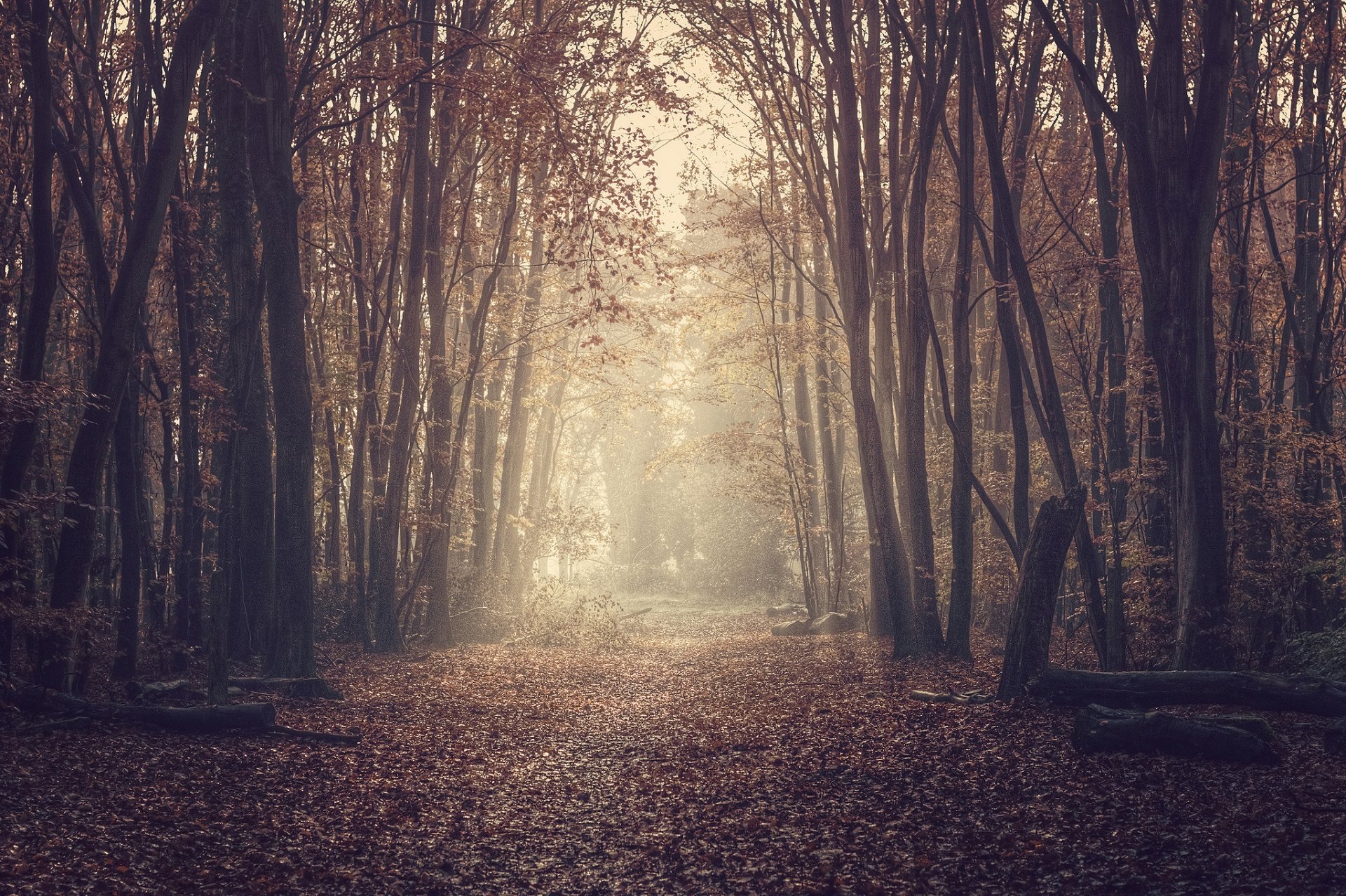 nature forêt route feuillage