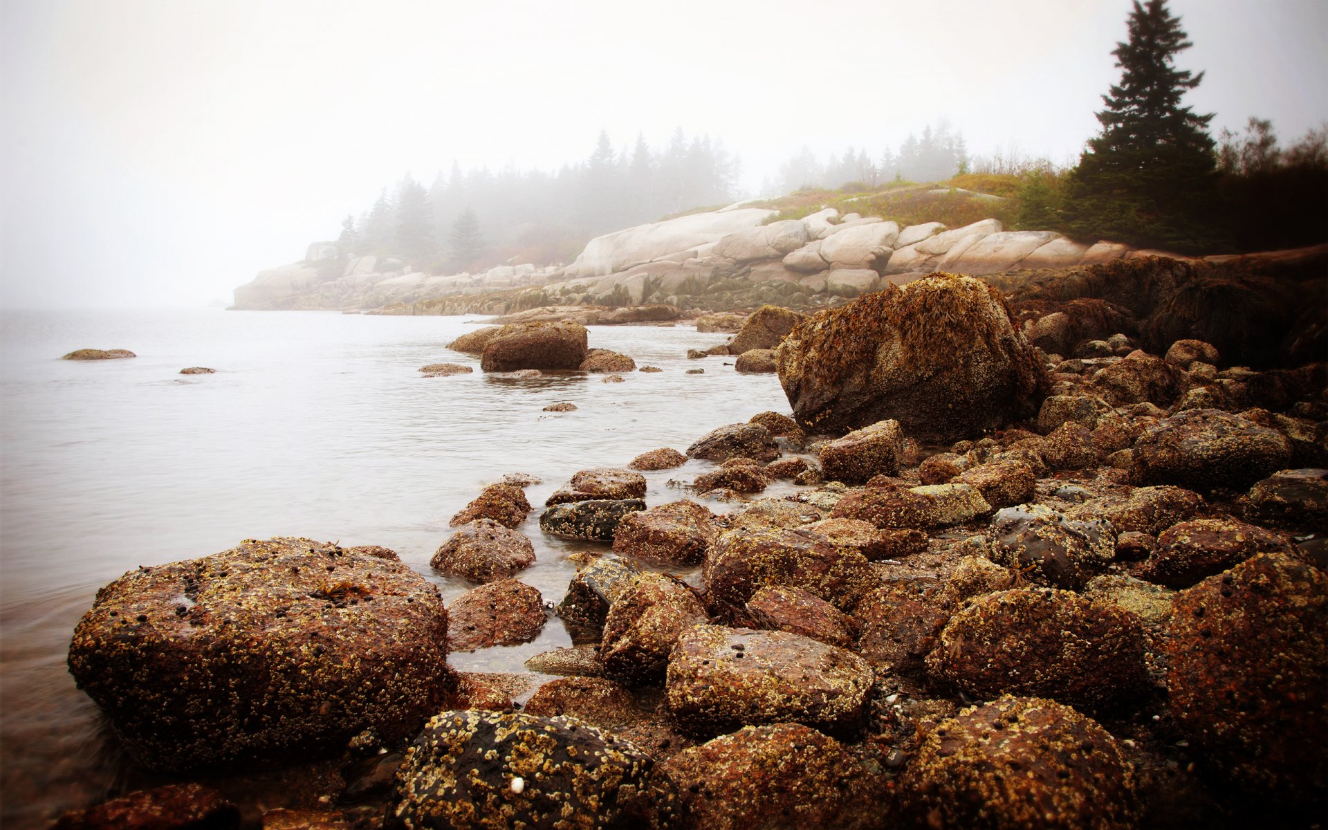 nature new england morning sea water stones forest fog