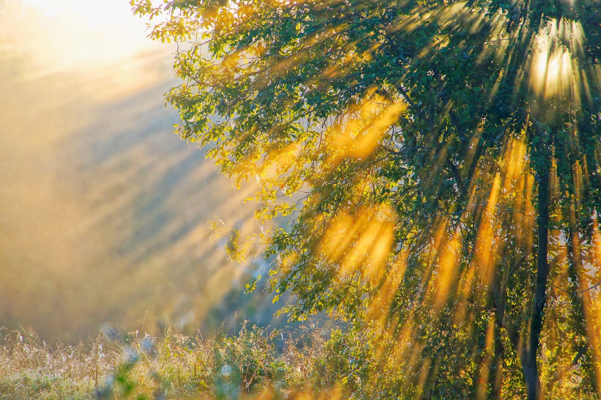 nature morning tree light ray